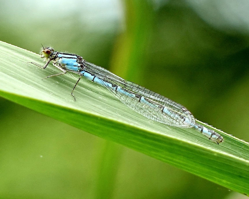 common blue damselfly
